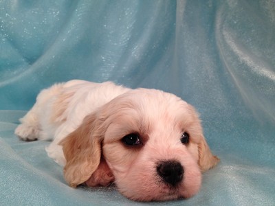 Apricot and White Male Cavachon Puppy Iowa Breeder 